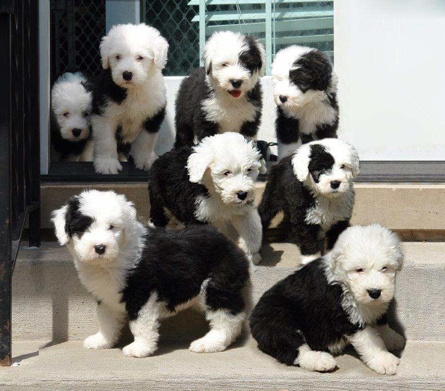 How Expensive Is It to Own an Old English Sheepdog?